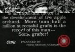 Standbild apple Pfropfen Techniken United States USA, 1916, aus Sekunde 1 historischem Filmmaterial Videoclip 65675030538