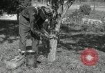 Standbild apple Pfropfen Techniken United States USA, 1916, aus Sekunde 3 historischem Filmmaterial Videoclip 65675030538