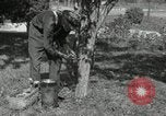 Standbild apple Pfropfen Techniken United States USA, 1916, aus Sekunde 4 historischem Filmmaterial Videoclip 65675030538