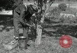Standbild apple Pfropfen Techniken United States USA, 1916, aus Sekunde 5 historischem Filmmaterial Videoclip 65675030538