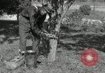 Standbild apple Pfropfen Techniken United States USA, 1916, aus Sekunde 6 historischem Filmmaterial Videoclip 65675030538