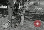 Standbild apple Pfropfen Techniken United States USA, 1916, aus Sekunde 7 historischem Filmmaterial Videoclip 65675030538