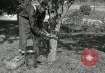 Standbild apple Pfropfen Techniken United States USA, 1916, aus Sekunde 8 historischem Filmmaterial Videoclip 65675030538