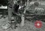 Standbild apple Pfropfen Techniken United States USA, 1916, aus Sekunde 9 historischem Filmmaterial Videoclip 65675030538