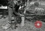Standbild apple Pfropfen Techniken United States USA, 1916, aus Sekunde 10 historischem Filmmaterial Videoclip 65675030538