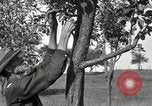 Standbild apple Pfropfen Techniken United States USA, 1916, aus Sekunde 22 historischem Filmmaterial Videoclip 65675030538