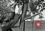 Standbild apple Pfropfen Techniken United States USA, 1916, aus Sekunde 23 historischem Filmmaterial Videoclip 65675030538