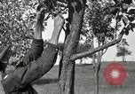 Standbild apple Pfropfen Techniken United States USA, 1916, aus Sekunde 24 historischem Filmmaterial Videoclip 65675030538