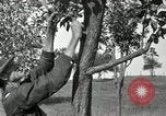 Standbild apple Pfropfen Techniken United States USA, 1916, aus Sekunde 25 historischem Filmmaterial Videoclip 65675030538