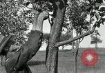 Standbild apple Pfropfen Techniken United States USA, 1916, aus Sekunde 27 historischem Filmmaterial Videoclip 65675030538