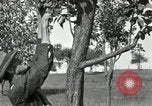 Standbild apple Pfropfen Techniken United States USA, 1916, aus Sekunde 28 historischem Filmmaterial Videoclip 65675030538