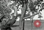 Standbild apple Pfropfen Techniken United States USA, 1916, aus Sekunde 30 historischem Filmmaterial Videoclip 65675030538