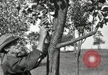 Standbild apple Pfropfen Techniken United States USA, 1916, aus Sekunde 31 historischem Filmmaterial Videoclip 65675030538
