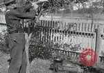 Standbild apple Pfropfen Techniken United States USA, 1916, aus Sekunde 56 historischem Filmmaterial Videoclip 65675030538