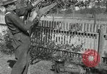 Standbild apple Pfropfen Techniken United States USA, 1916, aus Sekunde 57 historischem Filmmaterial Videoclip 65675030538