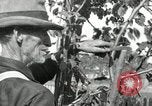 Standbild apple Pfropfen Techniken United States USA, 1916, aus Sekunde 62 historischem Filmmaterial Videoclip 65675030538