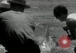 Standbild hammerhead Shark Veracruz Mexiko, 1934, aus Sekunde 13 historischem Filmmaterial Videoclip 65675030594