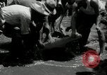 Standbild hammerhead Shark Veracruz Mexiko, 1934, aus Sekunde 22 historischem Filmmaterial Videoclip 65675030594