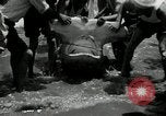Standbild hammerhead Shark Veracruz Mexiko, 1934, aus Sekunde 23 historischem Filmmaterial Videoclip 65675030594