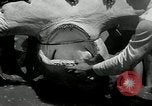 Standbild hammerhead Shark Veracruz Mexiko, 1934, aus Sekunde 33 historischem Filmmaterial Videoclip 65675030594