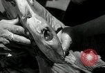 Standbild hammerhead Shark Veracruz Mexiko, 1934, aus Sekunde 36 historischem Filmmaterial Videoclip 65675030594