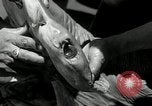 Standbild hammerhead Shark Veracruz Mexiko, 1934, aus Sekunde 37 historischem Filmmaterial Videoclip 65675030594