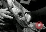 Standbild hammerhead Shark Veracruz Mexiko, 1934, aus Sekunde 38 historischem Filmmaterial Videoclip 65675030594