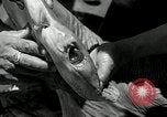 Standbild hammerhead Shark Veracruz Mexiko, 1934, aus Sekunde 40 historischem Filmmaterial Videoclip 65675030594
