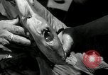 Standbild hammerhead Shark Veracruz Mexiko, 1934, aus Sekunde 41 historischem Filmmaterial Videoclip 65675030594