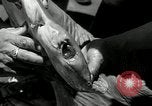 Standbild hammerhead Shark Veracruz Mexiko, 1934, aus Sekunde 42 historischem Filmmaterial Videoclip 65675030594