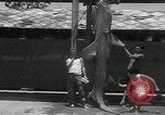 Standbild hammerhead Shark Veracruz Mexiko, 1934, aus Sekunde 43 historischem Filmmaterial Videoclip 65675030594