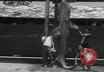 Standbild hammerhead Shark Veracruz Mexiko, 1934, aus Sekunde 44 historischem Filmmaterial Videoclip 65675030594