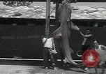 Standbild hammerhead Shark Veracruz Mexiko, 1934, aus Sekunde 45 historischem Filmmaterial Videoclip 65675030594