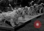 Image of Dog show Madison New Jersey USA, 1934, second 7 stock footage video 65675030596