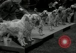 Image of Dog show Madison New Jersey USA, 1934, second 8 stock footage video 65675030596
