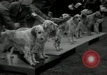 Image of Dog show Madison New Jersey USA, 1934, second 9 stock footage video 65675030596