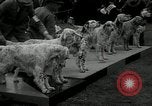 Image of Dog show Madison New Jersey USA, 1934, second 10 stock footage video 65675030596