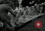 Image of Dog show Madison New Jersey USA, 1934, second 11 stock footage video 65675030596