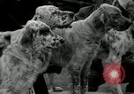Image of Dog show Madison New Jersey USA, 1934, second 12 stock footage video 65675030596