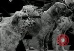 Image of Dog show Madison New Jersey USA, 1934, second 13 stock footage video 65675030596