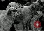 Image of Dog show Madison New Jersey USA, 1934, second 14 stock footage video 65675030596