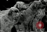 Image of Dog show Madison New Jersey USA, 1934, second 15 stock footage video 65675030596