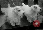 Image of Dog show Madison New Jersey USA, 1934, second 16 stock footage video 65675030596