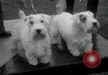 Image of Dog show Madison New Jersey USA, 1934, second 17 stock footage video 65675030596