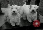 Image of Dog show Madison New Jersey USA, 1934, second 18 stock footage video 65675030596