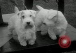 Image of Dog show Madison New Jersey USA, 1934, second 19 stock footage video 65675030596