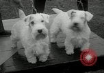 Image of Dog show Madison New Jersey USA, 1934, second 20 stock footage video 65675030596