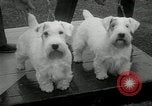 Image of Dog show Madison New Jersey USA, 1934, second 21 stock footage video 65675030596