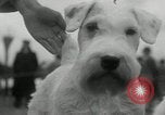 Image of Dog show Madison New Jersey USA, 1934, second 22 stock footage video 65675030596