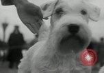 Image of Dog show Madison New Jersey USA, 1934, second 23 stock footage video 65675030596
